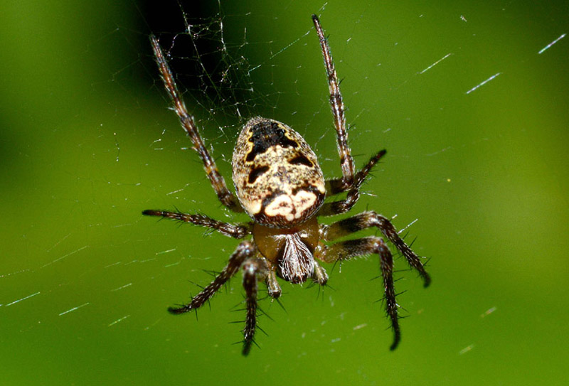 Zilla diodia con dittero Sepsidae - Toano (RE)